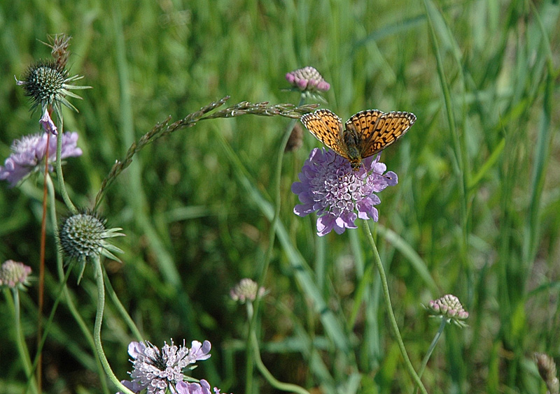 schmetterling.jpg