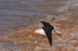 Vogel im Flug